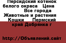 Персидский котенок белого окраса › Цена ­ 35 000 - Все города Животные и растения » Кошки   . Пермский край,Добрянка г.